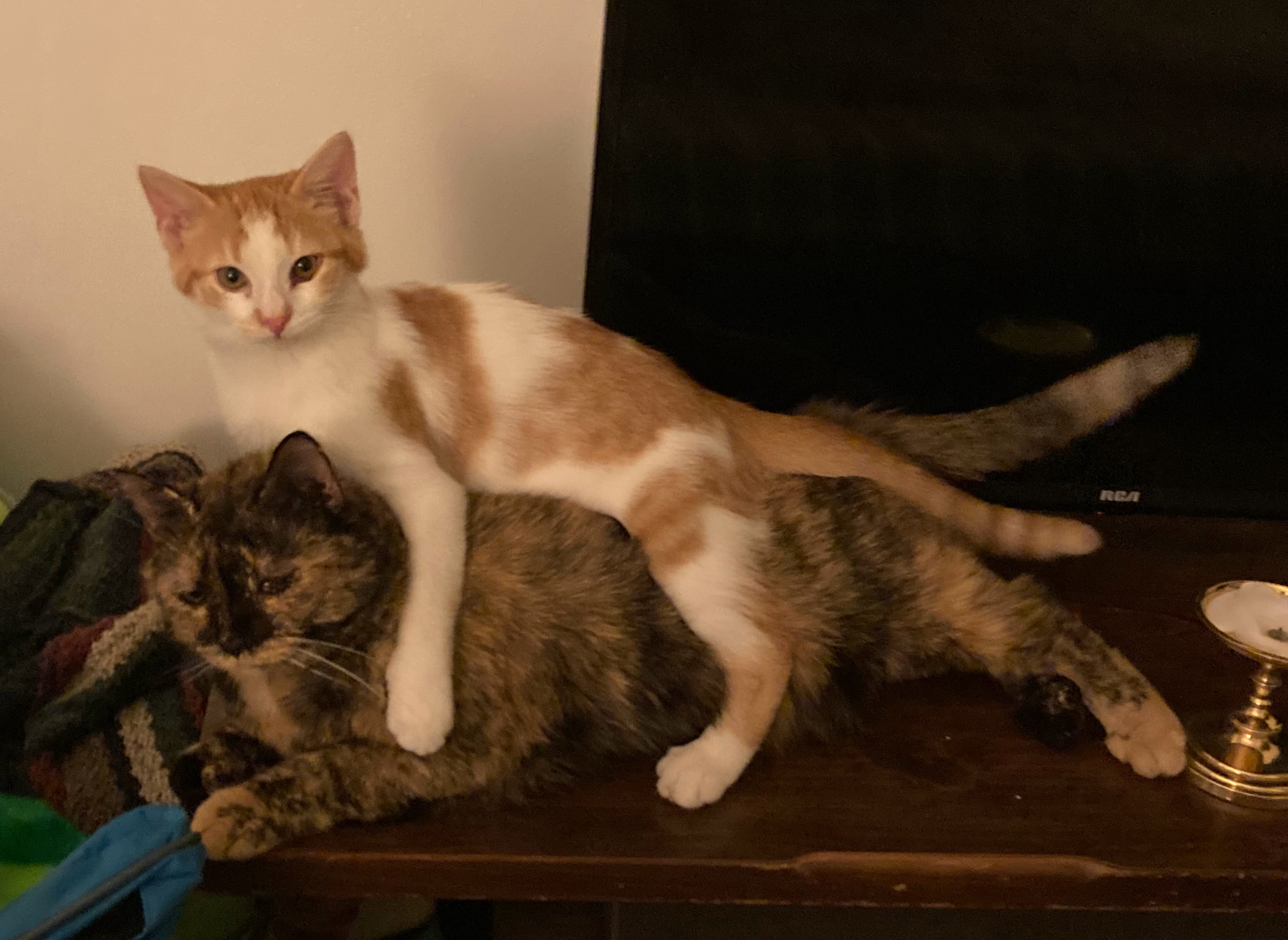 An orange and white cat lying on top of a tortoishell cat.